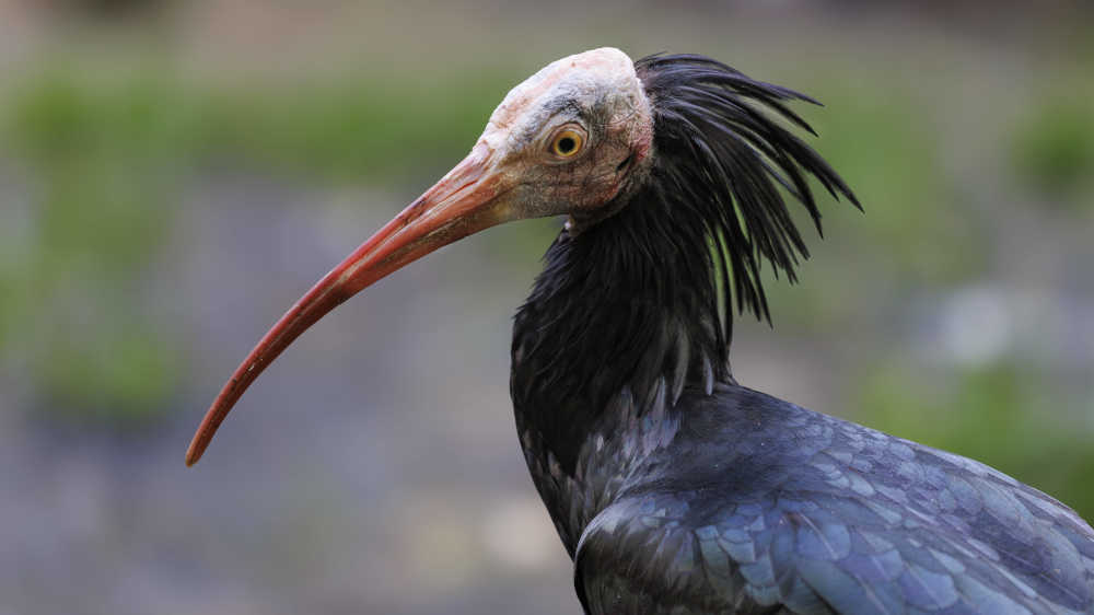 Der Waldrapp ist ein gänsegroße Vogel