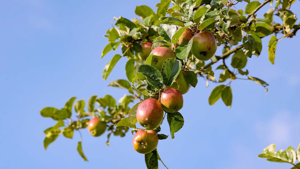 Sieht schon verführerisch aus: So ein frischer Apfel vom Baum