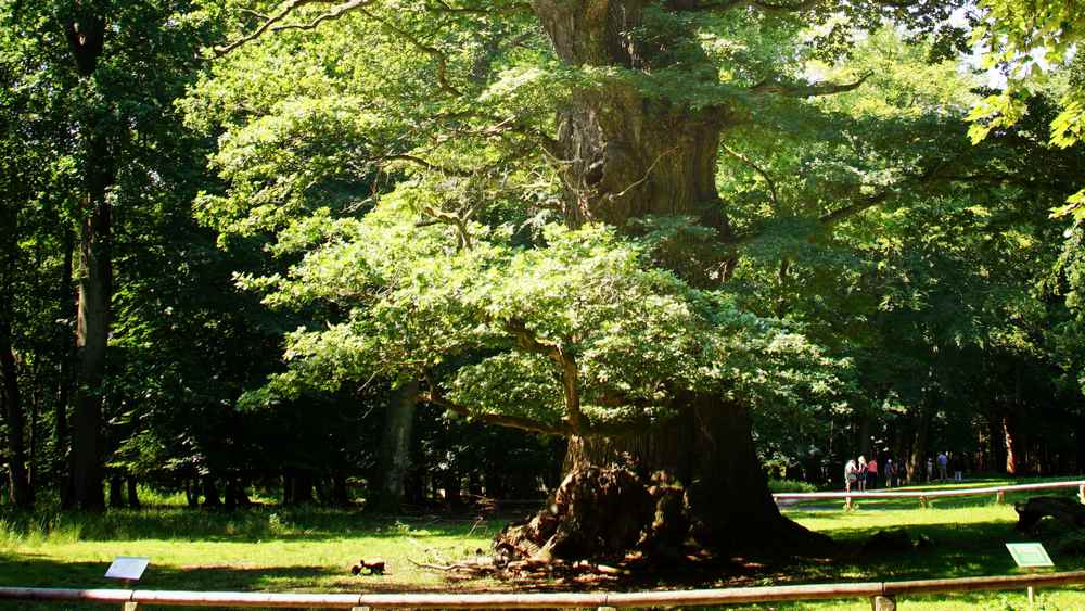 Image - Der Eikbom ut Stavenhagen: Festwoche für Fritz Reuter