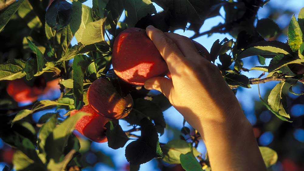 Der Apfel gehört zu den beliebtesten Früchten in Deutschland