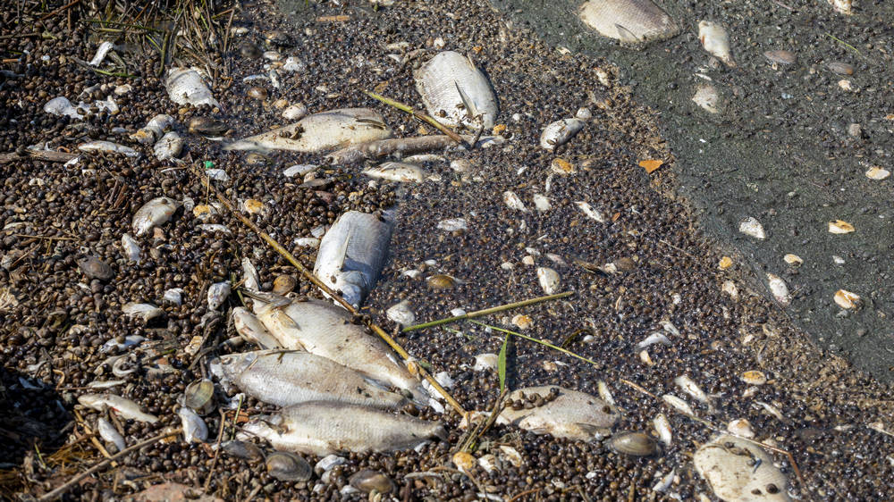 Image - BUND: Bundesrat soll zum Schutz der Oder aktiv werden