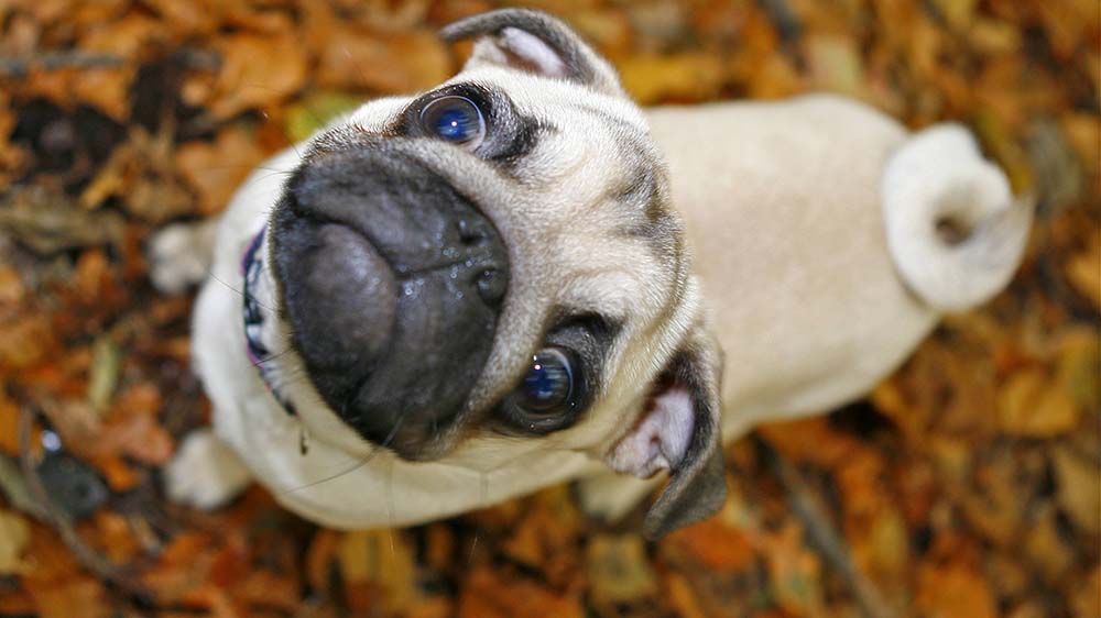 Auch dieser Mops scheint nichts gegen einen Gassi-Gang im Herbst zu haben
