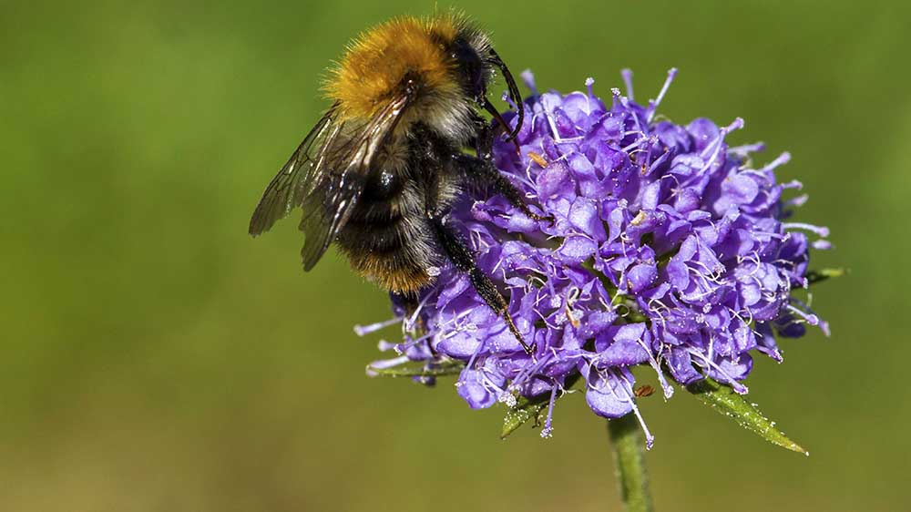 Hitze macht auch Hummeln zu schaffen