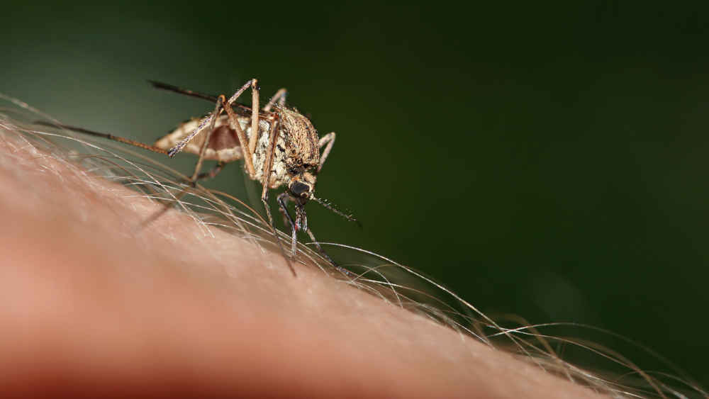 Mücken sind im Sommer nicht nur Plagegeister