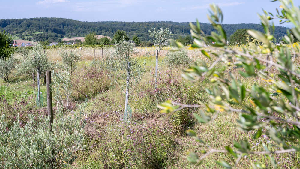 Wer einen Olivenbaum pflanzt, sollte Geduld mitbringen: Er wächst sehr langsam und erste Früchte trägt er erst nach etwa sieben Jahren