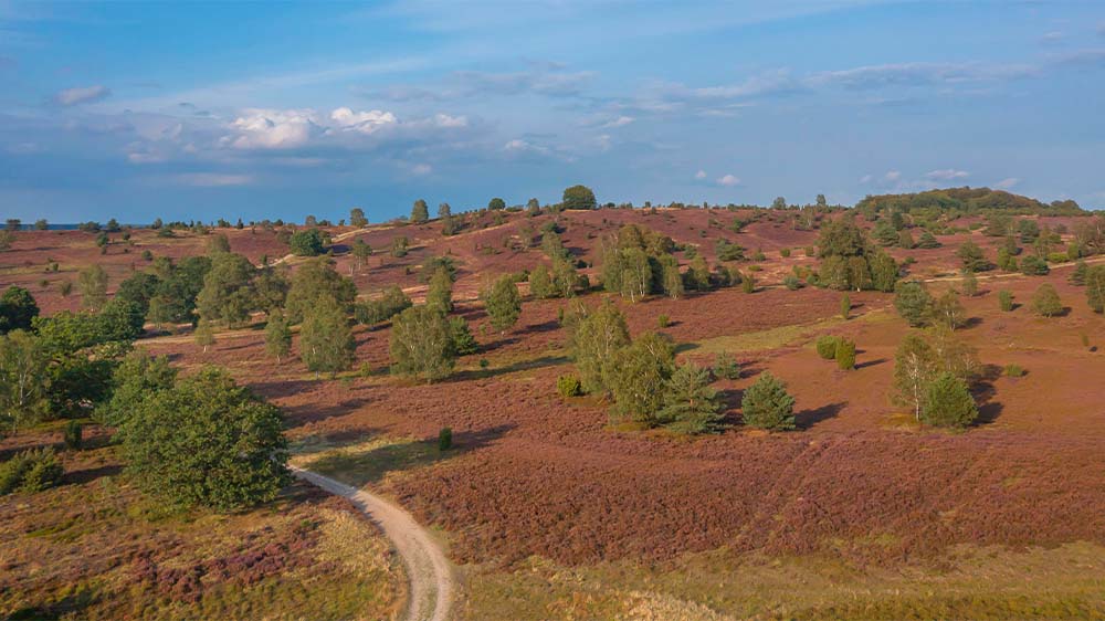 Ein Traum für jeden Pilger: Die Lüneburger Heide ist eine Heide-, Geest- und Waldlandschaft