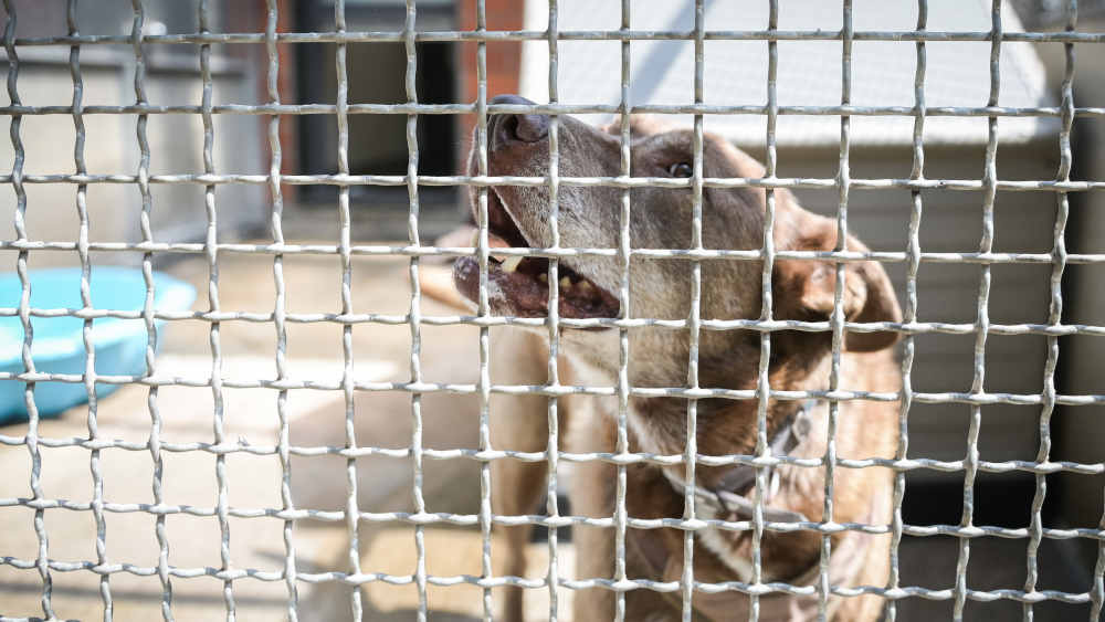 Auch Hunde leiden unter großer Hitze