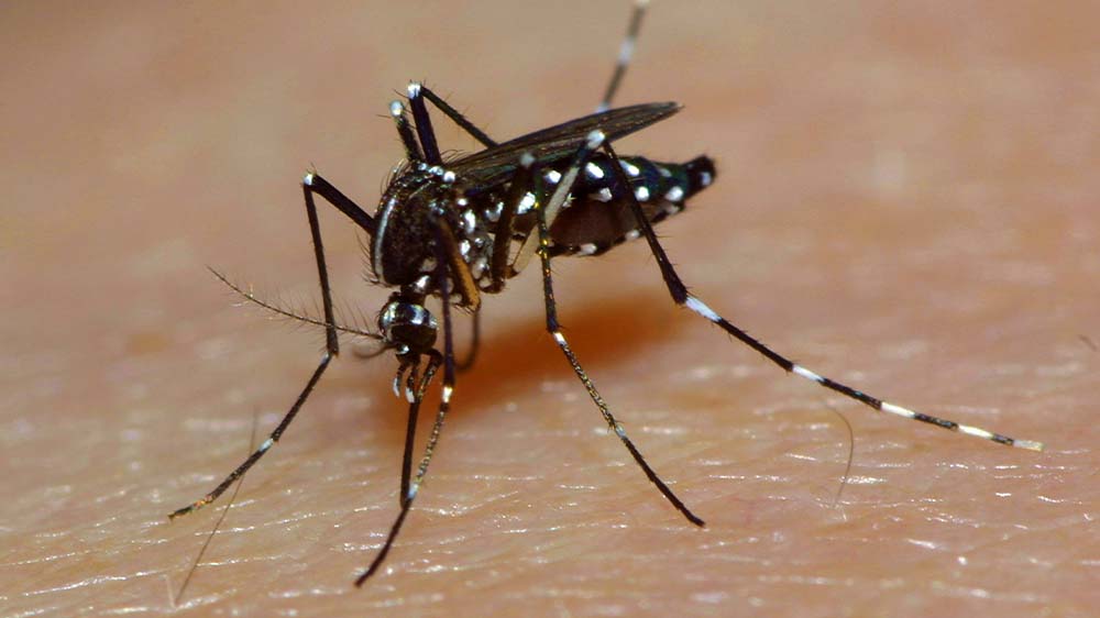 Die Asiatische Tigermücke ist eine ursprünglich in den süd- und südostasiatischen Tropen beheimatete Stechmückenart