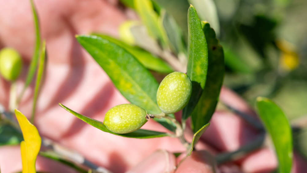Hobby-Landwirte in Deutschland haben damit begonnen, Olivenhaine anzulegen und die ersten Ernten zu erzielen