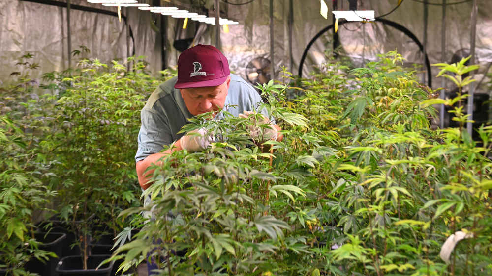 Der legale Cannabis-Anbau durch sogenannte Anbauvereine hält sich bisher laut Kommunen auf sehr niedrigem Niveau