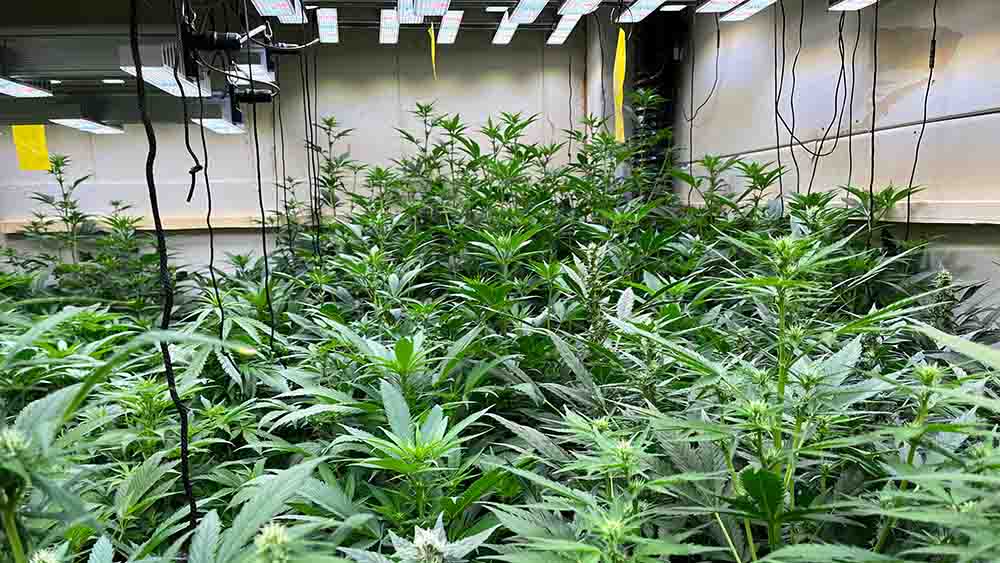 Image - Cannabis-Clubs: Bald wird Hanf geerntet