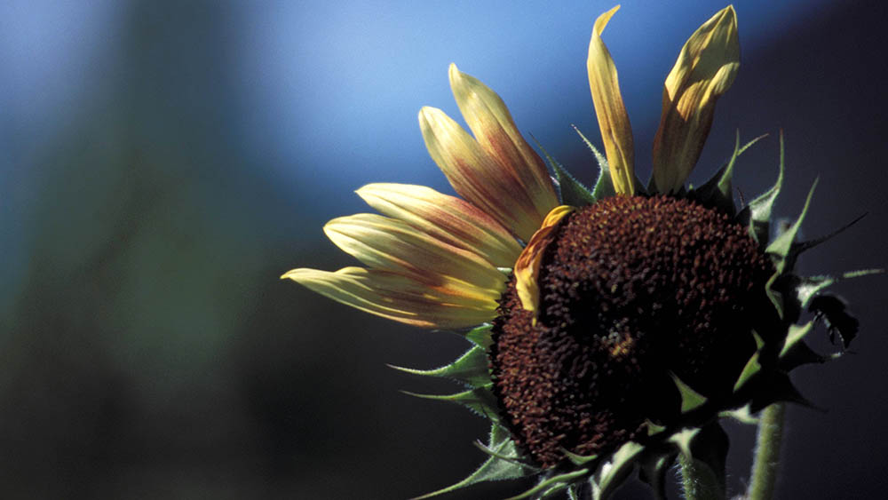 Die Grünen kämpfen nach den Wahlen im Osten gegen die Bedeutungslosigkeit