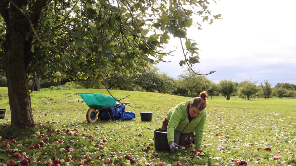 Gina Pfeiffer bei der Apfelernte auf dem Golfplatz Gut Uhlenhorst im schleswig-holsteinischen Dänischenhagen