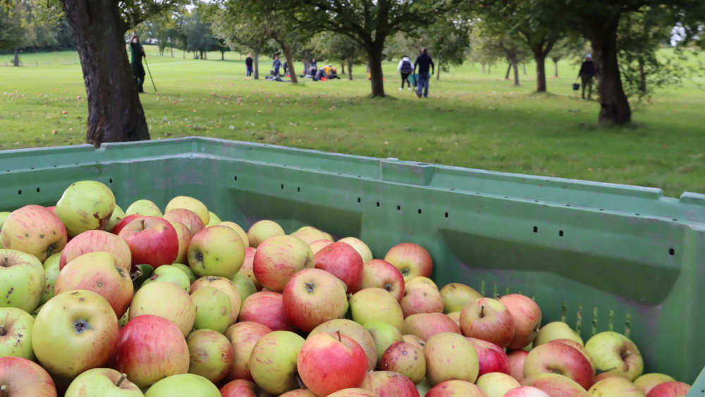 In diesen Wochen erntet das Team des sozialsten Saftladens Deutschlands tonnenweise vergessenes Obst auf einem Golfplatz
