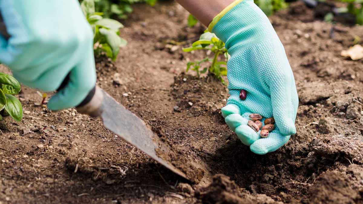 Wer säht, kann auch ernten: Eine Frau planzt Bohnen in ein Beet