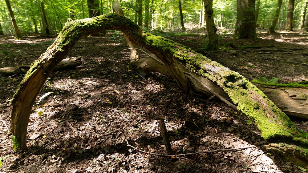 Aus Sicht von Naturschützern gibt es auch positive Entwicklungen: So ist die Menge an Totholz gestiegen