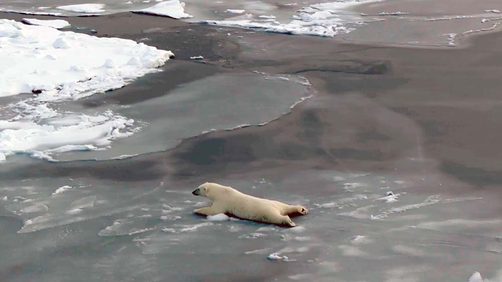 Eisbären zählen zu den prominentesten Opfern des Klimawandels