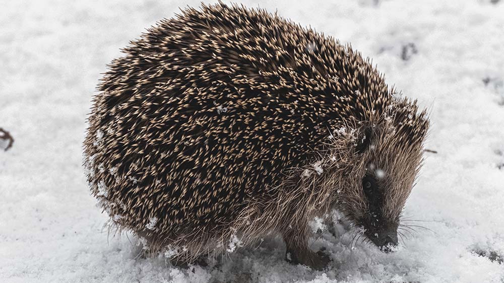 Damit Igel den Winter überstehen, brauchen sie im Herbst häufig Hilfe