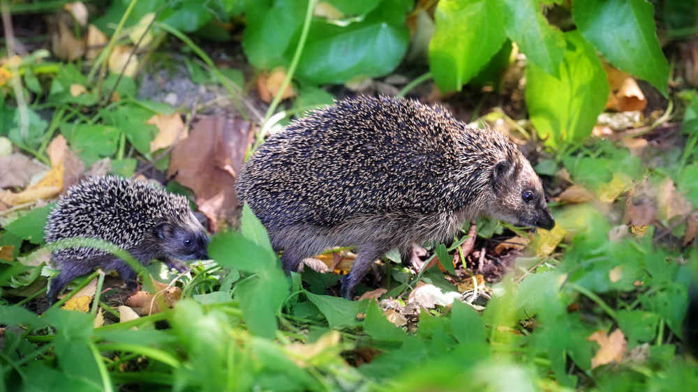 Igel beziehen im Herbst ihr Winterquartier