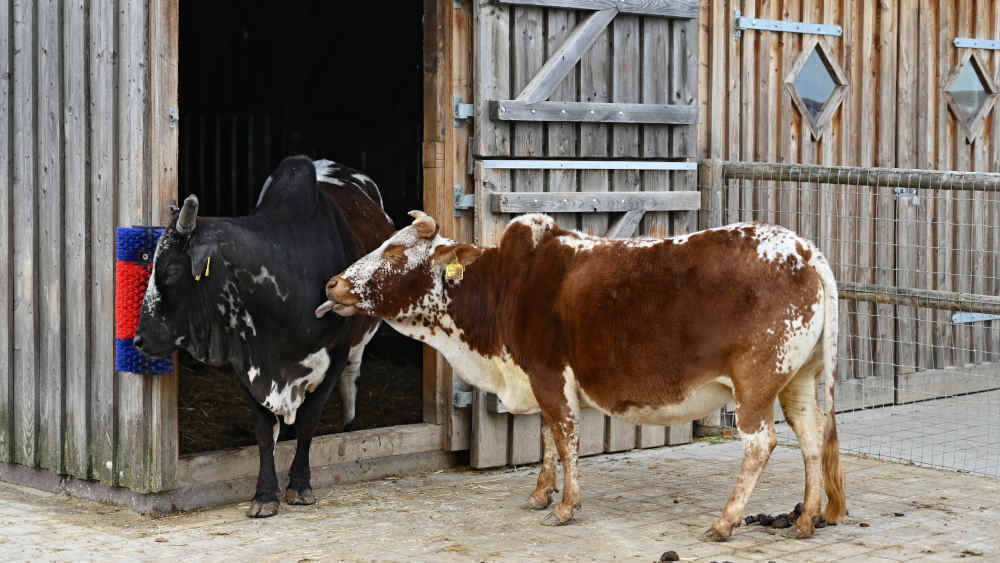 Zwergzebus im Tierpark "Wirgarten" in Fulda