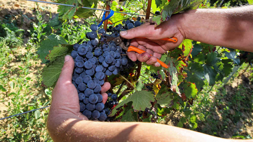 Die deutschen Weinernte fällt voraussichtlich in diesem Jahr niedriger aus