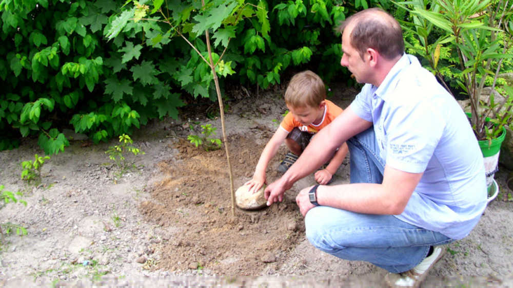 Image - Im Kreislauf der Natur: Baumbestattungen liegen im Trend