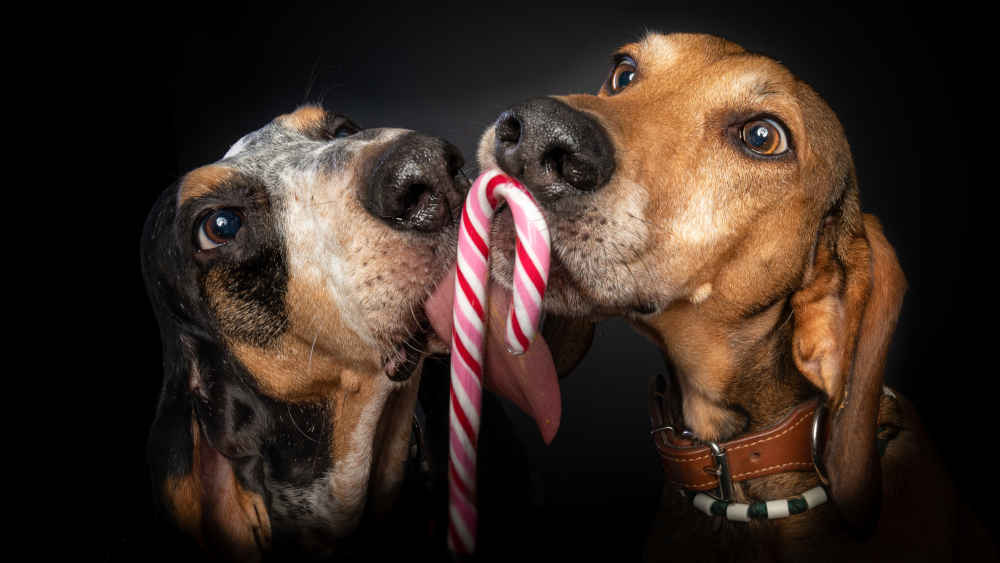 Hunde haben auf dem Weihnachtsmarkt nichts verloren