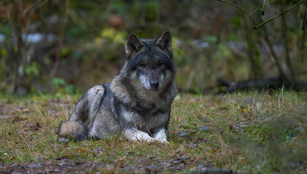 Image - Zahl der Wölfe bundesweit gestiegen