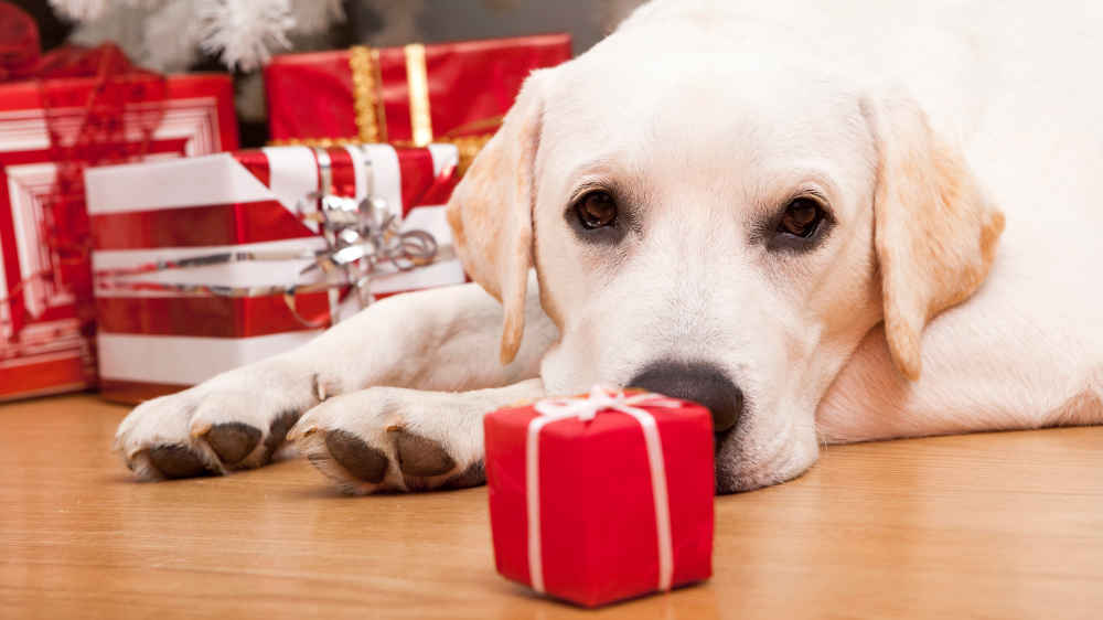 Immer mehr Haustiere, vor allem Hunde, bekommen an Weihnachten Geschenke