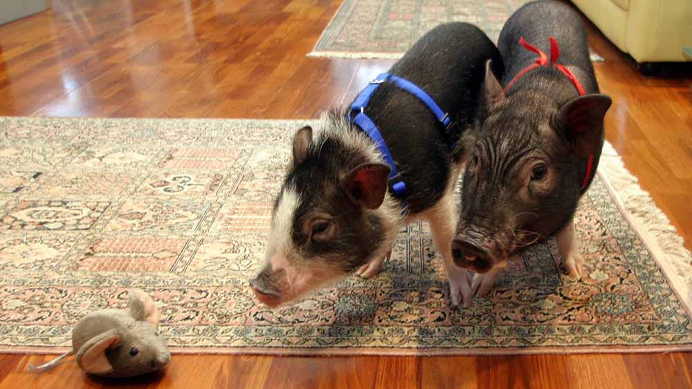 Auch wenn sie zahm sind: Als Haustiere taugen Minischweine gar nicht