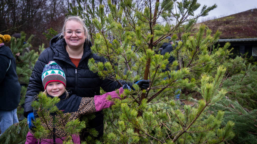 Image - Weihnachtskiefer: Einst hässlich, heute Kult