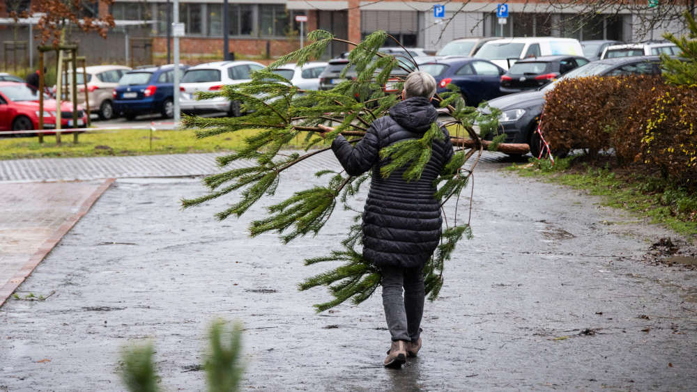 Eine Frau trägt eine Moorkiefer, die sie gegen eine Spende beim Kreishaus LK Osnabrück abgeholt hat. Sie stammt aus dem Venner Moor, das renaturiert wird und deshalb keine Bäume gebrauchen kann