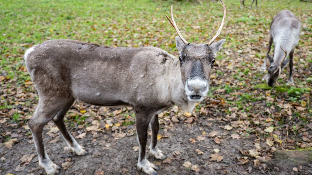 Image - Warum Rentier Rudolph eigentlich eine Rudolphina ist