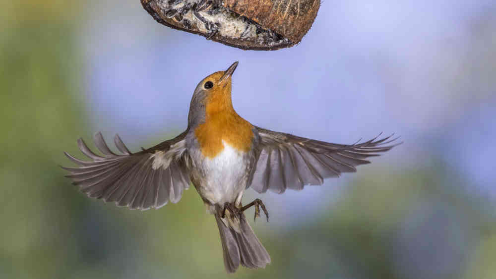 Rotkehlchen (Erithacus rubecula) bei der winterlichen Nahrungssuche