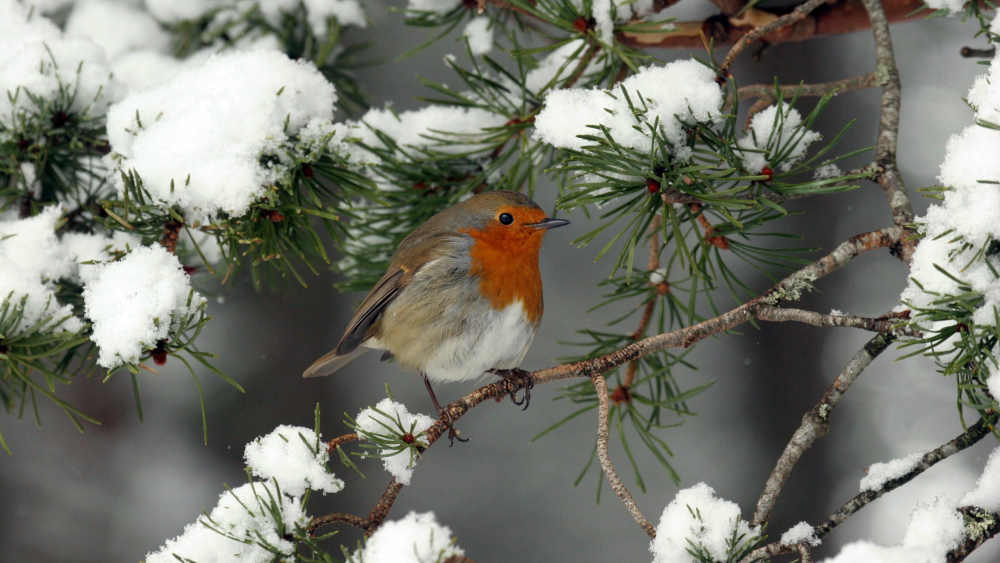 Ein Rotkehlchen (Erithacus rubecula) sitzt auf schneebedeckter Kiefer