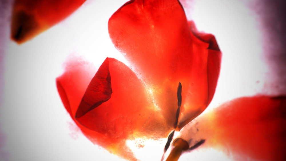 Die Rose taucht als Symbol der Hoffnung und des Lebens im Lied auf