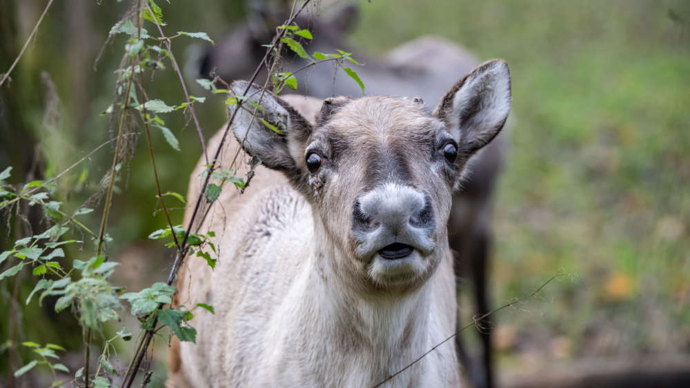 Rentiere können die Farbe ihrer Augen im Winter von Goldbraun zu Dunkelblau ändern. Dadurch werden die Augen lichtempfindlicher, und die Tiere können im Dunkeln besser sehen