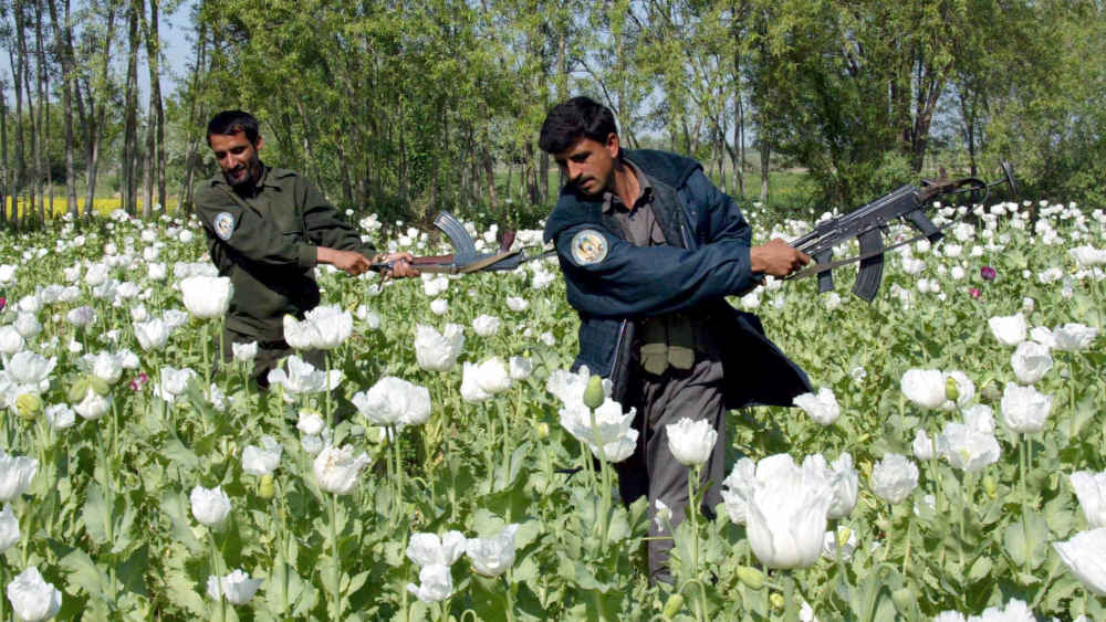 Afghanischer Polizisten zerstören ein Mohnfeld in Masar-e-Scharif als Maßnahme zur Eindämmung des Opiumhandels