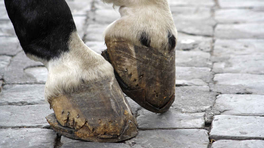 Vor dem Petersplatz in Rom wird es tierisch