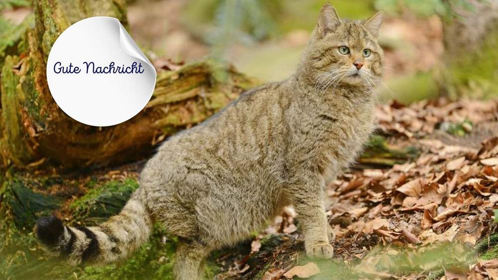 Die Wildkatze wird in deutschen Wäldern wieder heimisch