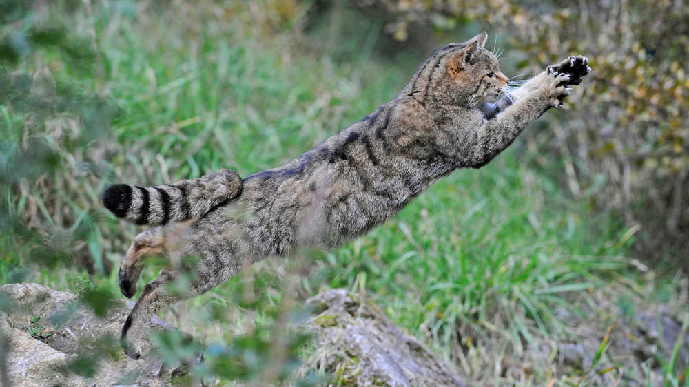 Einen solchen Sprung der scheuen Wildkatze kann man nur selten beobachten