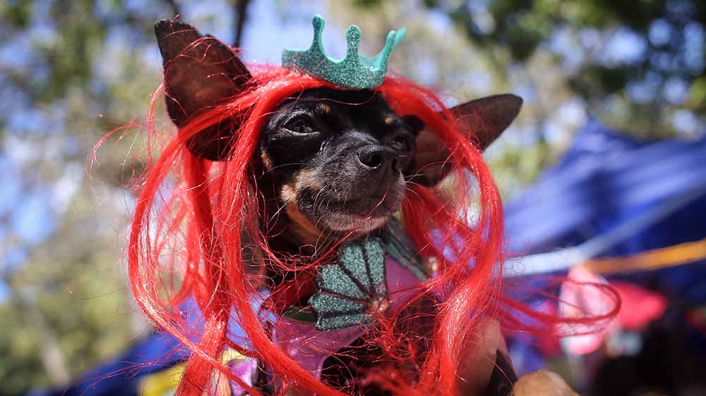 Alles andere als majestätisch: Dieser Hund geht als König zum Karneval