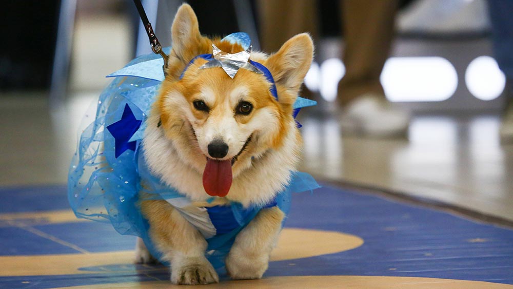 Alles andere als tiergerecht: Dieser Hund steckt in einem Feen-Kostüm