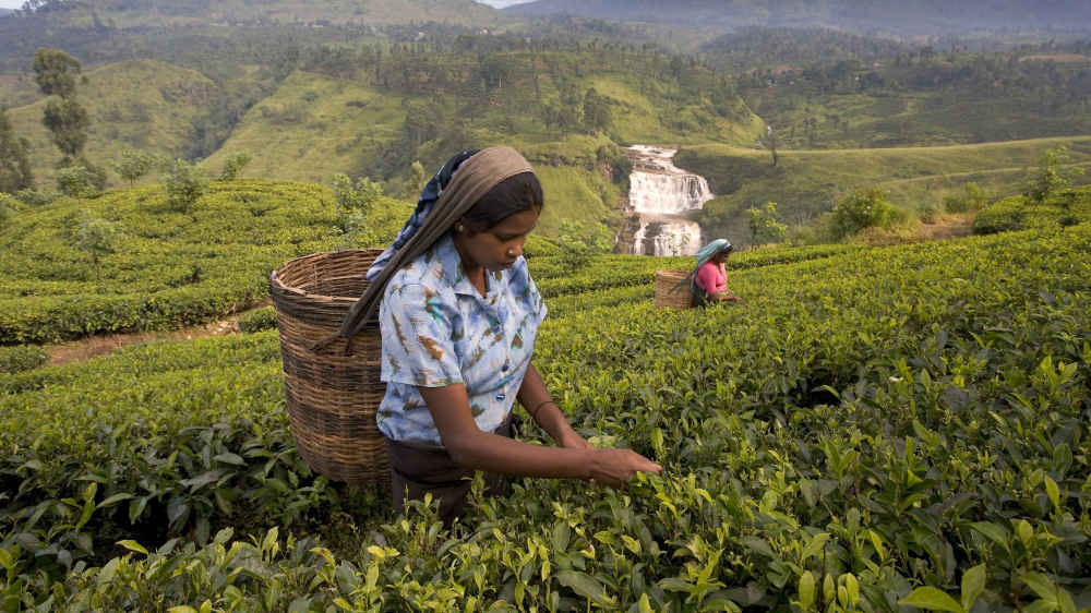 Viele Hochlandtamilen arbeiten auf den Teeplantagen ohne gültige Papiere
