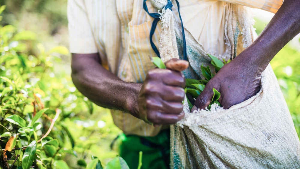 Teepflücker füllt seinen Beutel mit Teeblättern auf einer Teeplantage im zentralen Hochland von Sri Lanka