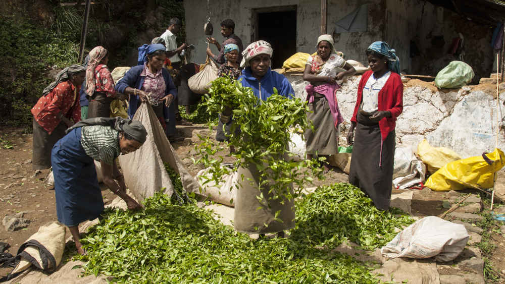 Tamilische Pflückerinnen bringen die Teeernte ein