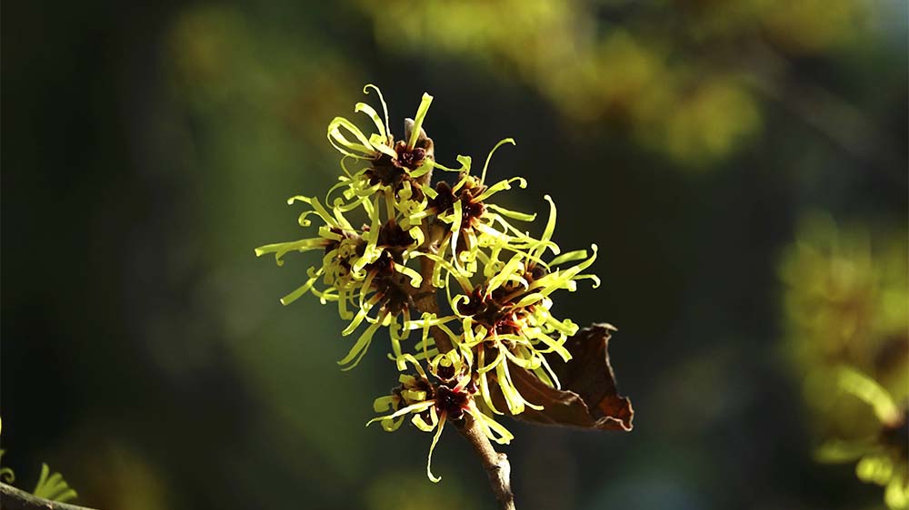 Blühende Zaubernuss: Die gibt es in Niedersachsens „Park der Gärten“ zu bestaunen