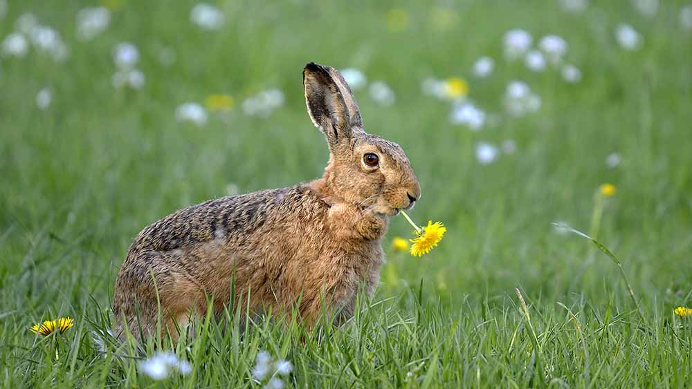 Image - Im Norden hoppeln die meisten Hasen