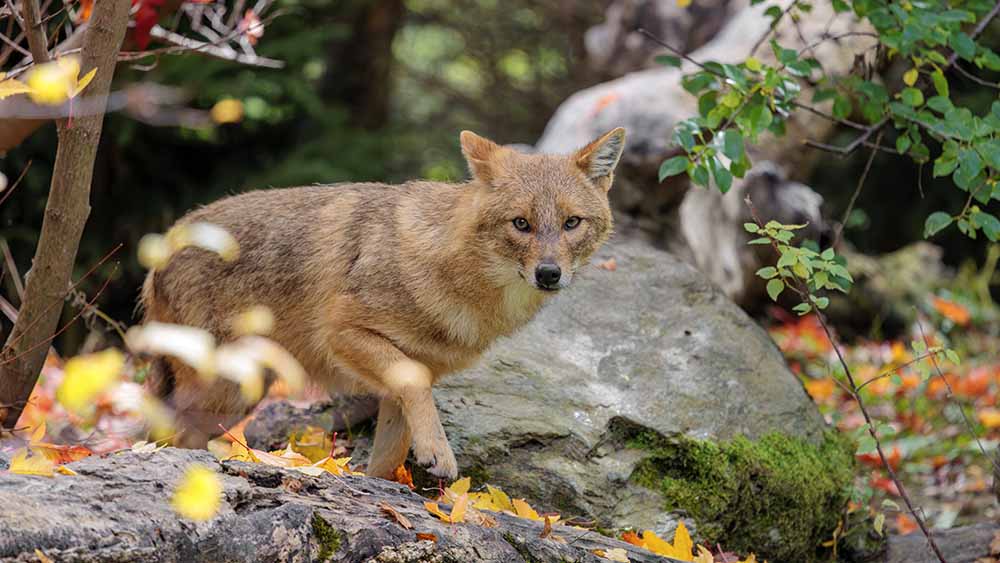 Der Goldschakal breitet sich in Deutschland aus
