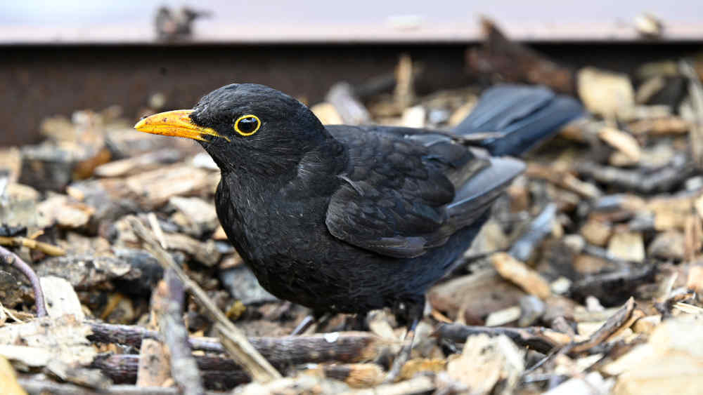 Die Amsel, manchmal auch Kohlamsel oder Schwarzamsel, ist eine Vogelart aus der Familie der Drosseln